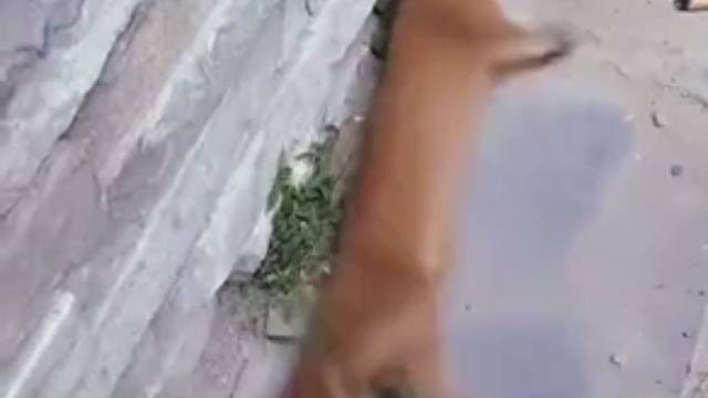 黄大仙这是怎么啦