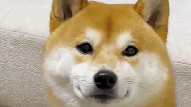 喜欢柴犬嘛，面包小狗哦