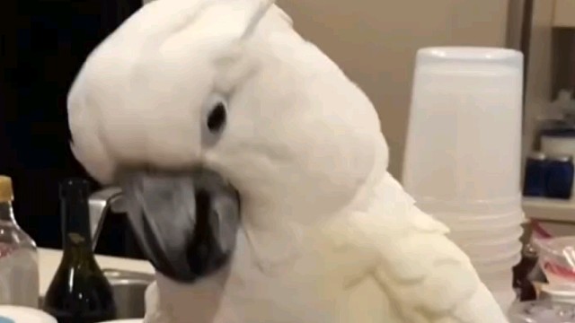 谁能拒绝一只快乐的鹦鹉呢~ 