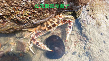 退潮后阿平赶海大丰收，遇到了红花蟹捉海茄子还抓了昂贵的石头鱼