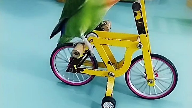 这只鹦鹉真是成精了