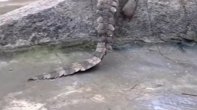 它都没有蛋黄蛋白吗，直接生成？