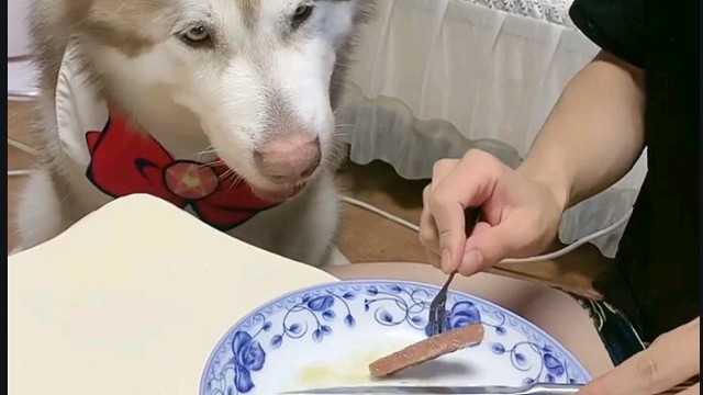 当狗狗看你吃牛肉流口水