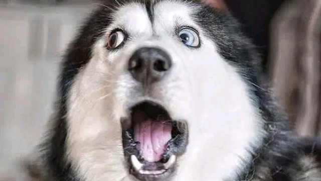 想不到吧，我家的鱼儿会看电视