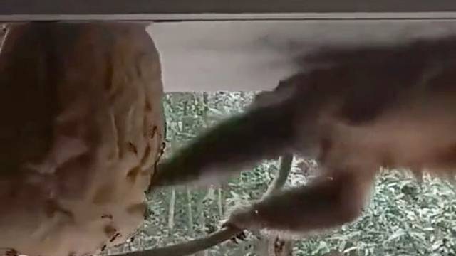 是个狠猴，敢掏马蜂窝！