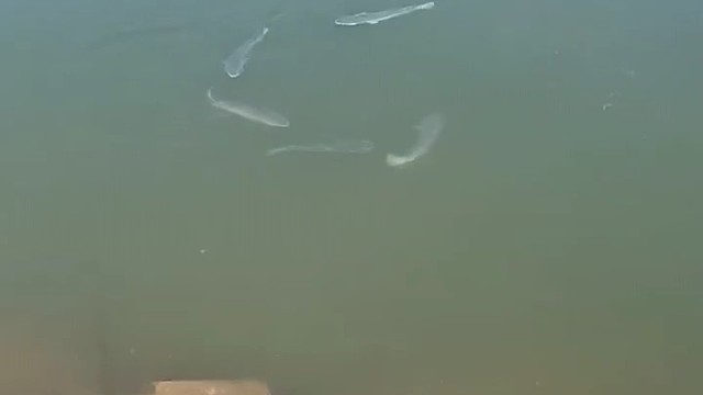 这鱼是故意嘲笑我吗