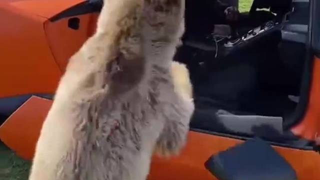 盘点那些奇奇怪怪的宠物
喜欢掰车门的小熊、喜欢放屁的蛇……
那画面太美我不敢看