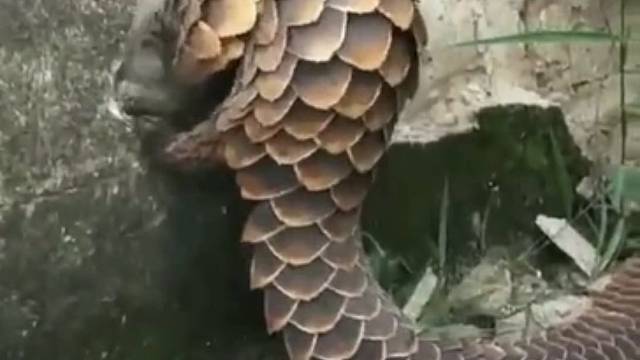 长这么大第一次看到穿山甲，说实话，真漂亮，这是去救爷爷吗？