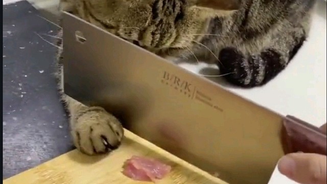 给个肉吃都不行吗