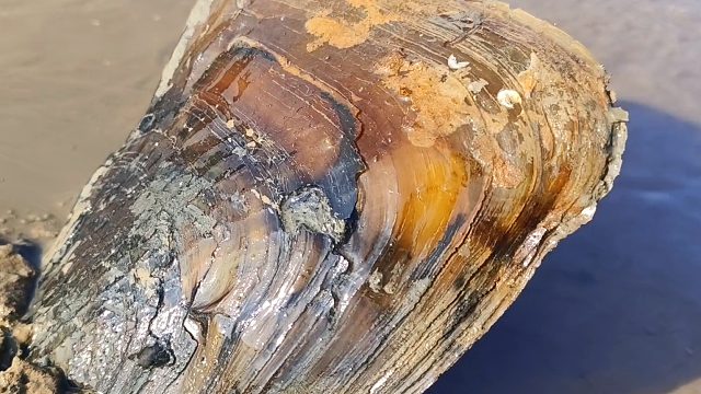 赶海5年头一回，抓到这么多这么大青蟹，海葵和带子都是超级大