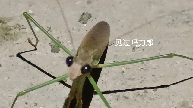 刀郎小昆虫哦
