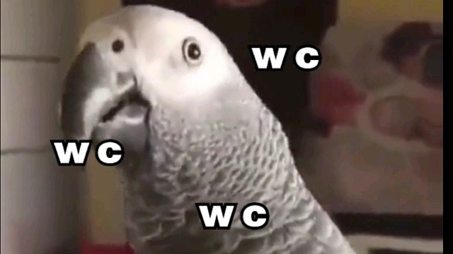 那些成了精的鹦鹉