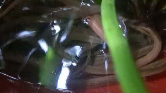 半夜三更给小鳝鱼换水，养殖人的累啊