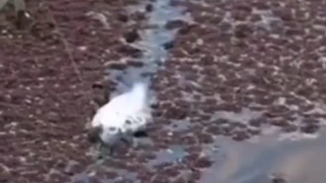 看清是啥鱼了吗