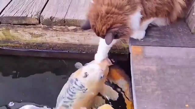 “我摸鱼怎么了！”