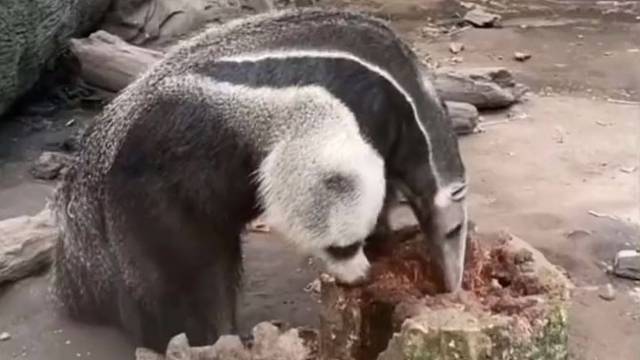 这熊猫太瘦了把