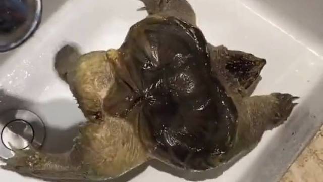 这是个什么玩意？