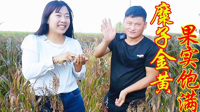 帮村民卖完南瓜家里吃顿便饭，看着高过腰的糜子，心里由衷的开心