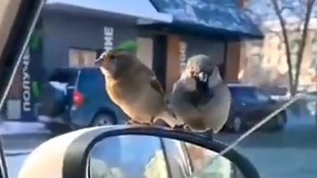 连鸟儿都知道吃饭要排队