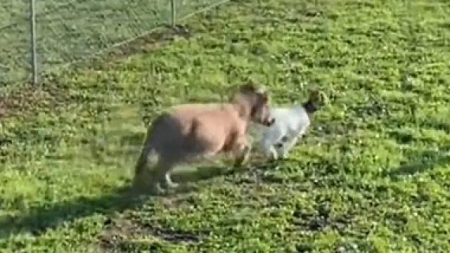 小驴Waffles认为所有动物都是它的朋友，其它动物却不这么想