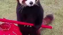 小熊猫想把红灯笼扛在肩上，却意外发现自己并没有肩膀