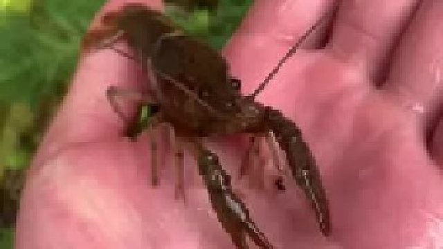 鱼虾养殖第七天，整了个龙虾回来