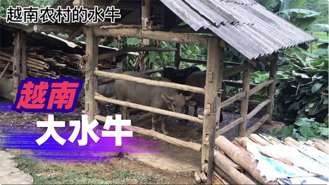 小伙子去越南农村的人民家找水牛买，价格挺便宜的。