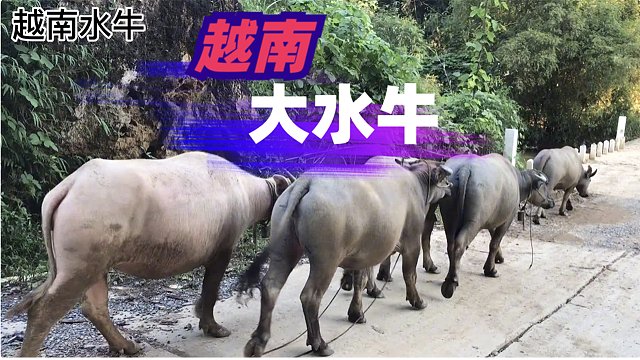 越南的水牛，小伙子买了5头总共花了2万（RMB)。