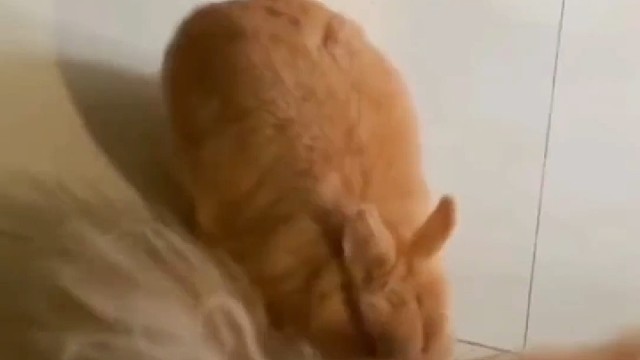 兔妈即将生宝宝，竟然狂薅狗毛做窝