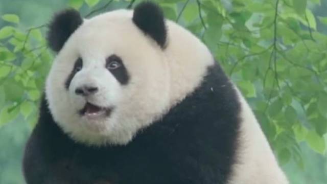 看起来也没有很胖，怎么会长得像猪哇！