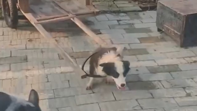 狗是在教猪干活