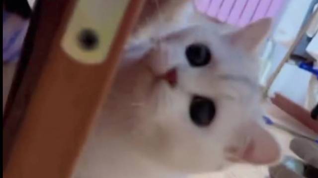 她的小脚脚还会勾起来耶，简直可爱到犯规！