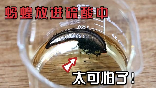 硫酸有多可怕？外国老头作死将水蛭扔了进去，结果让他看傻眼了！