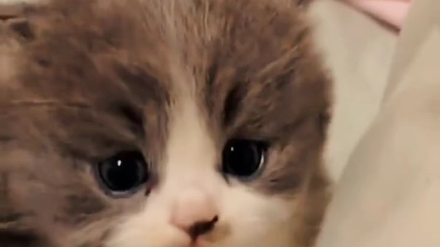 谁能拒绝这个可爱的动物呢？