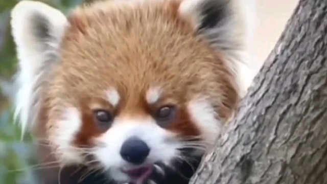 那些可爱到犯规的小动物