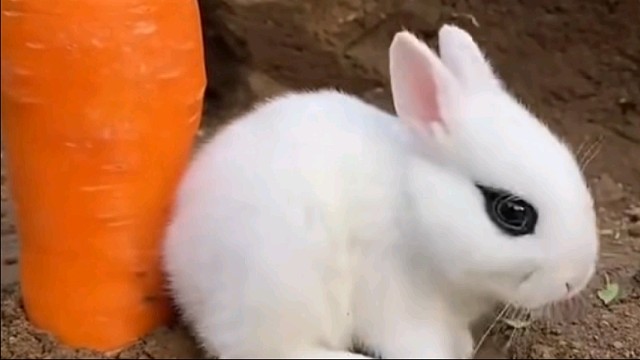 可爱呆萌小兔子