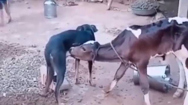 万物皆有灵!狗妈妈主动过去给小牛喂奶。