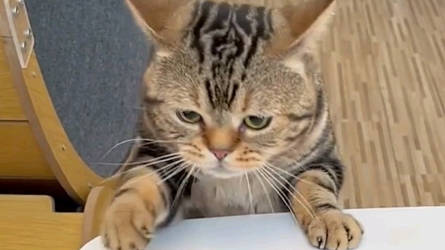 小猫馋得不行，可没想到…