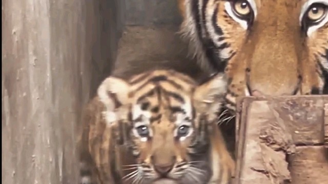 我要单挑这只小的！