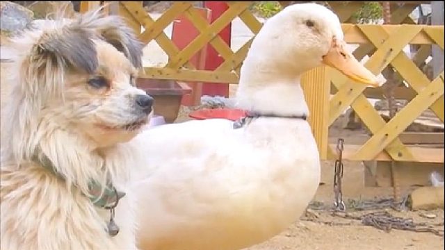 跨越种族的爱，鸭子居然爱上了狗狗！