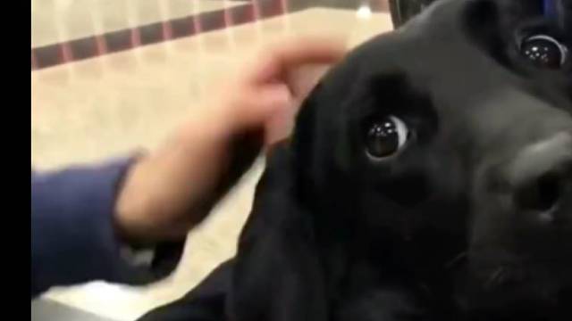 防疫犬被不配合的男子踢了一脚，转头扑进工作人员怀里求安慰，委屈得直哼哼。