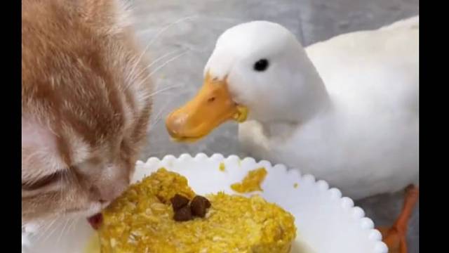 这猫好像0.5倍速，这鸭子好像50倍速！