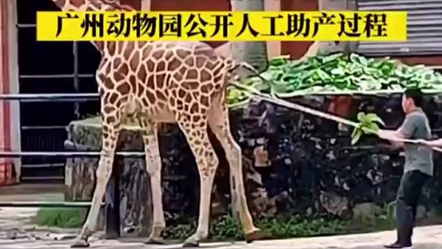 长颈鹿生宝宝你们见过么