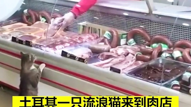 猫猫：你看，虽然我不在了，但是我换了一种方式陪你呀