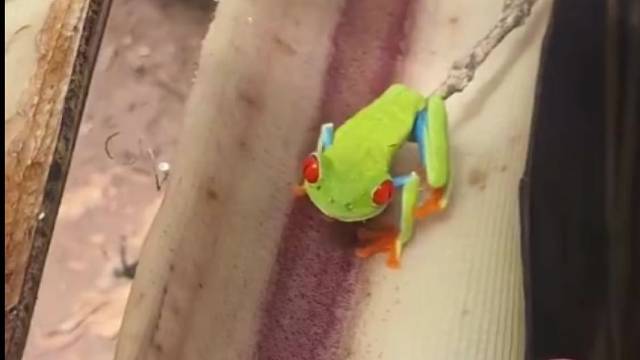 一只睡得正香的红眼树蛙，被人戳醒了...这是直接变化形态了吧！？