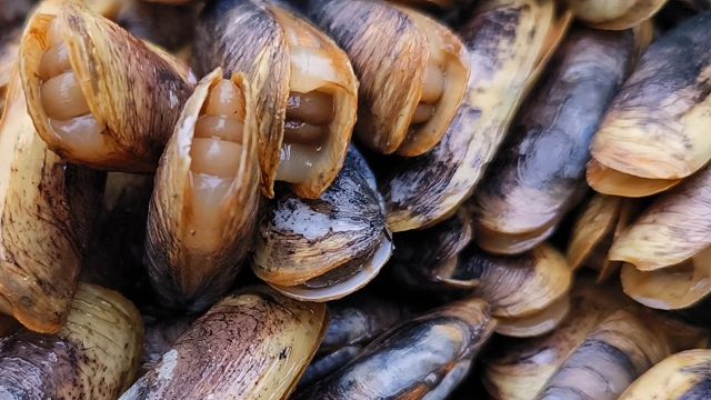 海边抓双头蛏，把100平米滩涂翻一遍，第一次感觉赶海这么累