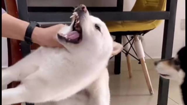 识时务者为俊杰！