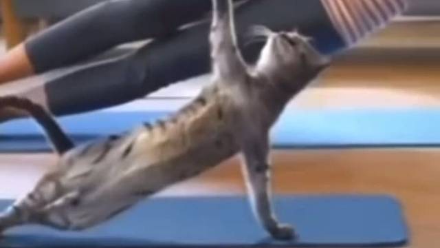 优雅的猫咪！这动作也没谁了