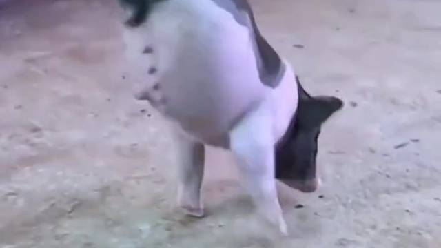 小猪猪天生残疾但面对命运的安排它并没有放弃生活，主人后来为它制作了小轮车方便它行走