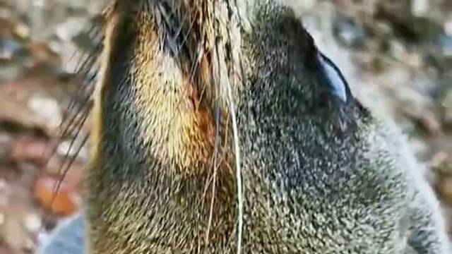 碰到一只不怕人的小海豹